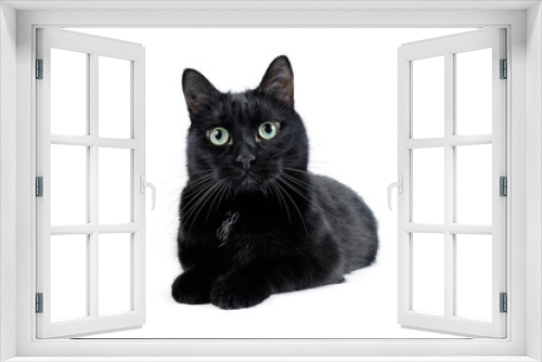 Fototapeta Naklejka Na Ścianę Okno 3D - Black cat lies and looks at the camera