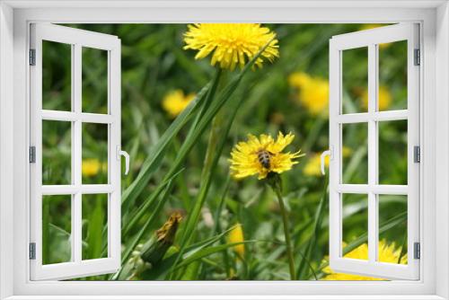 Fototapeta Naklejka Na Ścianę Okno 3D - Flowers and bee