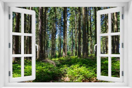 Fototapeta Naklejka Na Ścianę Okno 3D - Germany, Big tree trunks behind young green seedling trees of fir trees in thicket of black forest nature landscape
