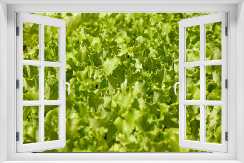 Fototapeta Naklejka Na Ścianę Okno 3D - Young leaves of a juicy tasty salad in containers for seedlings create a vegetative background. Diet green food concept. View from above.