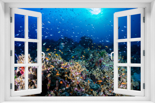 Fototapeta Naklejka Na Ścianę Okno 3D - Shoals of Tropical Fish Swimming on a Colorful Coral Reef