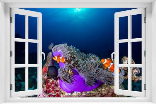 Fototapeta Naklejka Na Ścianę Okno 3D - Clownfish in their host anemone on a tropical coral reef