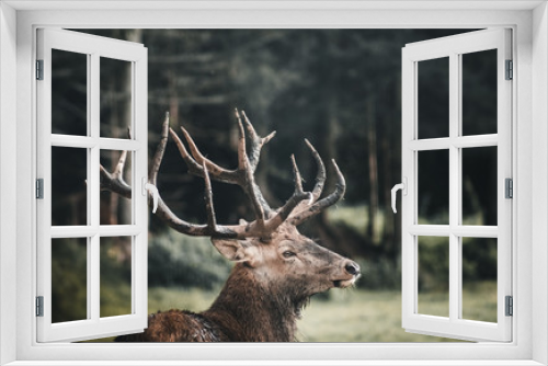 Fototapeta Naklejka Na Ścianę Okno 3D - Wilder Rothirsch Alpen