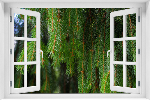 Fototapeta Naklejka Na Ścianę Okno 3D - Green Christmas tree branches as background and texture. for design for christmas and new year