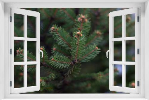 Fototapeta Naklejka Na Ścianę Okno 3D - Close-up of the juicy green spruce branches with blurred background