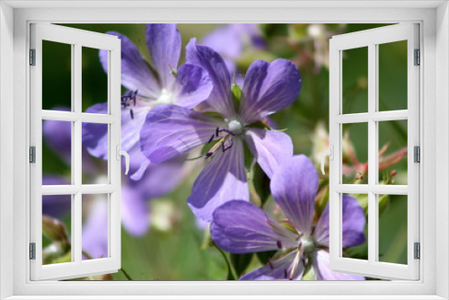 Fototapeta Naklejka Na Ścianę Okno 3D - Five Petal Purple Flower 