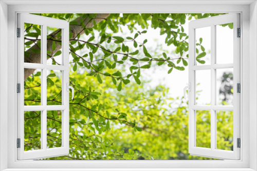Fototapeta Naklejka Na Ścianę Okno 3D - Beautiful green leaf texture background  with sunlight