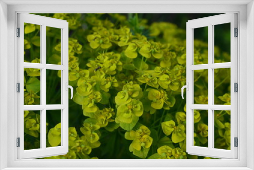 Fototapeta Naklejka Na Ścianę Okno 3D - background of green and yellow leaves