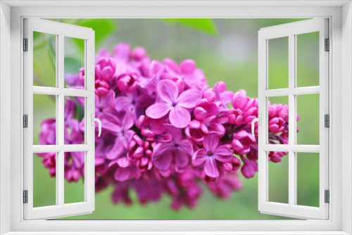 Fototapeta Naklejka Na Ścianę Okno 3D - lilac in the spring garden