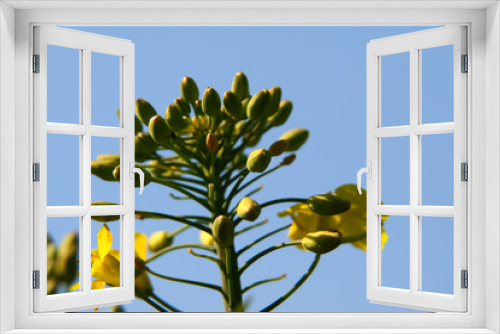 Fototapeta Naklejka Na Ścianę Okno 3D - fleur de colza