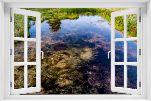 Fototapeta Naklejka Na Ścianę Okno 3D - Nebraska wetland and livestock pond with moss and algae.