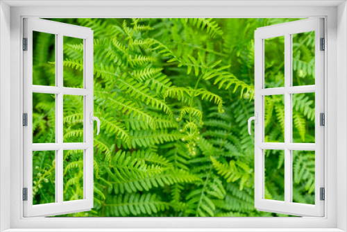 Fototapeta Naklejka Na Ścianę Okno 3D - fern plants closeup
