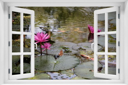 Fototapeta Naklejka Na Ścianę Okno 3D - Lotus flower blooming in a reflective pool