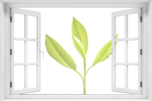 Fototapeta Naklejka Na Ścianę Okno 3D - Young Plant Growing on white background