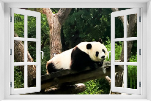 Fototapeta Naklejka Na Ścianę Okno 3D - Very beautiful and cute panda bear walking in nature