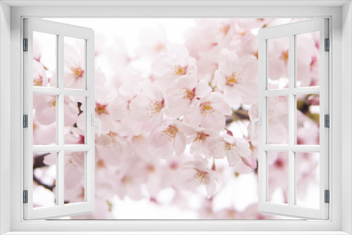 Fototapeta Naklejka Na Ścianę Okno 3D - Cherry Blossom 桜