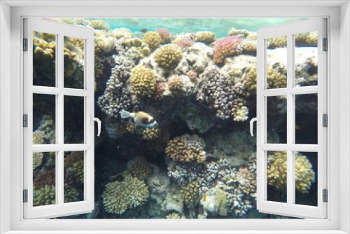 Fototapeta Naklejka Na Ścianę Okno 3D - coral reef with fish