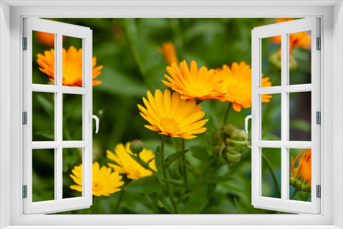 Fototapeta Naklejka Na Ścianę Okno 3D - Orange and yellow flowers of calendula close up. Calendula is a joyful flower.