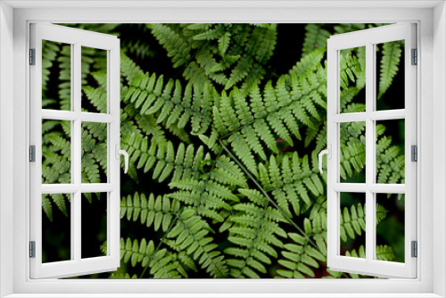 Fototapeta Naklejka Na Ścianę Okno 3D - fern leaves background