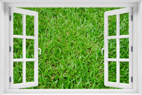 Fototapeta Naklejka Na Ścianę Okno 3D - background of green grass