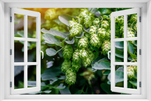 Fototapeta Naklejka Na Ścianę Okno 3D -  Fresh and Ripe Hops ready for harvesting. Beer production ingredient. Brewing concept. Fresh Hop over blurred nature green background with sun beams.
