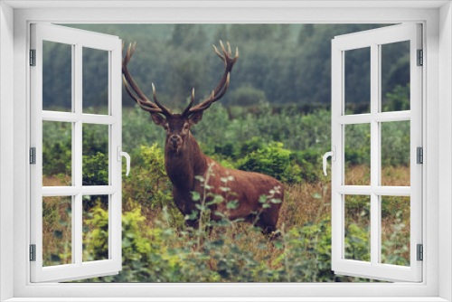 Fototapeta Naklejka Na Ścianę Okno 3D - Red deer stag in autumn forest.