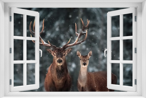 Fototapeta Naklejka Na Ścianę Okno 3D - Noble deer male and female in winter snow forest.