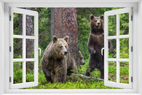 Fototapeta Naklejka Na Ścianę Okno 3D - Mother She-Bear and cubs in the summer pine forest. Family of Brown Bear. Scientific name: Ursus arctos. Natural habitat.