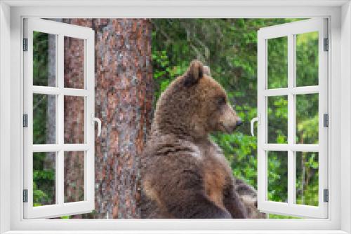 Fototapeta Naklejka Na Ścianę Okno 3D - Brown Bear sitting leaning against a tree in a summer forest. Scientific name: Ursus Arctos. Green natural background. Natural habitat.