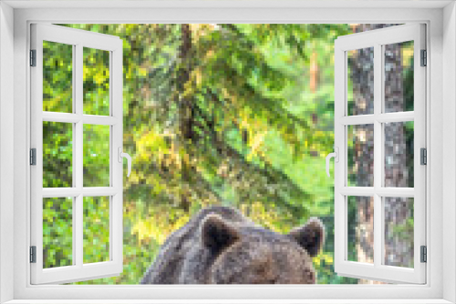 Fototapeta Naklejka Na Ścianę Okno 3D - Brown bear in the summer forest. Green forest natural background. Scientific name: Ursus arctos. Natural habitat.