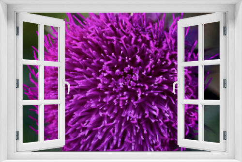 Fototapeta Naklejka Na Ścianę Okno 3D - Vibrant Purple Flower
