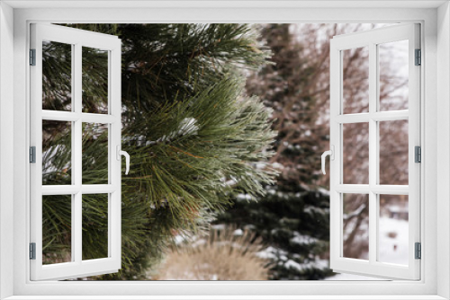 Fototapeta Naklejka Na Ścianę Okno 3D - Pine Tree Branches Covered in Snow