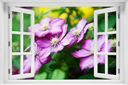 Fototapeta Naklejka Na Ścianę Okno 3D - Pink clematis in the garden in spring. Variety liberty.