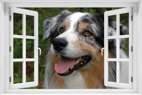 Fototapeta Naklejka Na Ścianę Okno 3D - australian shepherd