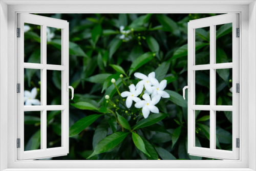 Fototapeta Naklejka Na Ścianę Okno 3D - white flowers in garden