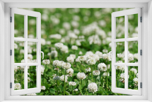 Fototapeta Naklejka Na Ścianę Okno 3D - field of flowering white clover