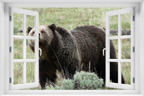 Fototapeta Naklejka Na Ścianę Okno 3D - USA Wildnis - Grizzlybär