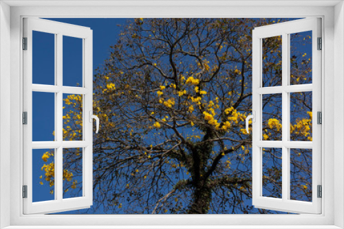 Fototapeta Naklejka Na Ścianę Okno 3D - Ipê Amarelo IMG_9566