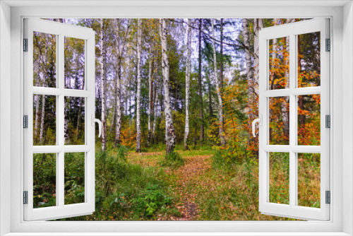 Fototapeta Naklejka Na Ścianę Okno 3D - Autumn forest landscape. Autumn forest landscape on a sunny day.