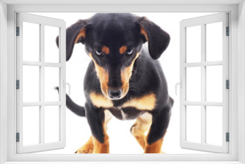 Fototapeta Naklejka Na Ścianę Okno 3D - One black dog.