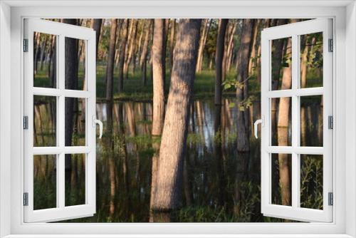 Fototapeta Naklejka Na Ścianę Okno 3D -  Reflection of poplar trees in water