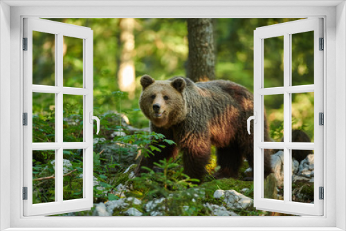 Fototapeta Naklejka Na Ścianę Okno 3D - Wild brown bear (Ursus arctos) close up