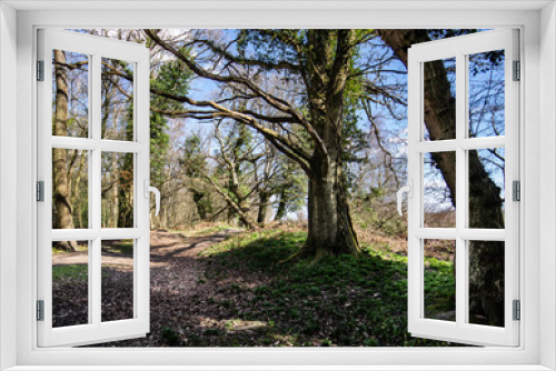 Fototapeta Naklejka Na Ścianę Okno 3D - New Forest woodland in Hampshire England