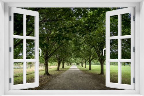 Fototapeta Naklejka Na Ścianę Okno 3D - row of trees along walking path