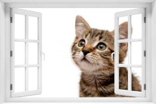 Fototapeta Naklejka Na Ścianę Okno 3D - kitten looks upwards