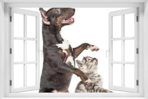 Fototapeta Naklejka Na Ścianę Okno 3D - Miniature bull terrier dog and tabby kitten standing on hind legs in profile and looking up. isolated on white background