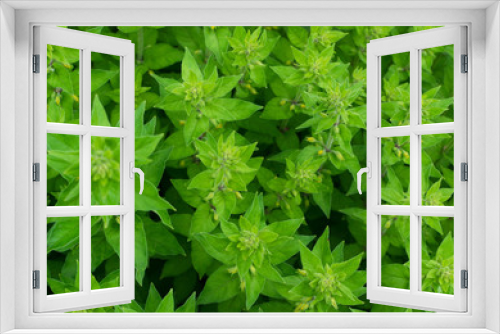 Fototapeta Naklejka Na Ścianę Okno 3D - Green lush leaf background, natural leaves plant pattern or textur