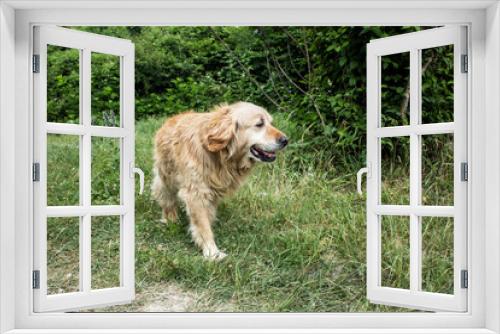 Fototapeta Naklejka Na Ścianę Okno 3D - Red domestic dog walks in nature. Man’s best friend is a dog. Adult pet resting in the summer on the grass. The dog is on business.