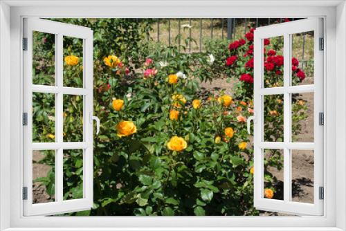 Fototapeta Naklejka Na Ścianę Okno 3D - Amber yellow, pink and red rose bushes in the garden