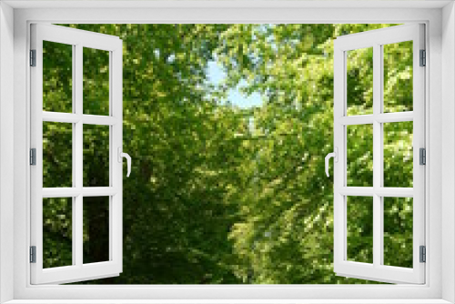 Fototapeta Naklejka Na Ścianę Okno 3D - Sommerwald 18